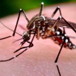 US warns travellers to Sri Lanka over chikungunya