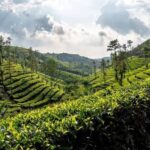 Sri Lanka’s tea industry not impacted by Ditwah, traders’ body says