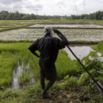 Sri Lanka farmers had sown 563,000 hectares of rice when cyclone hit