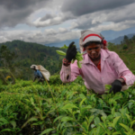 Tea industry weaknesses exposed by cyclone