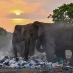 Three arrested for allegedly burning wild elephant in Sri Lanka