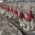 Sri Lanka announces Rs. 500 compensation for layer chicken, Rs. 250 per broiler