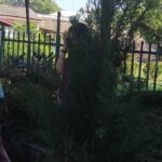 Christmas trees makes it to Sri Lanka’s capital from Ditwah hit hill country