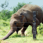 Sri Lanka repairs half of 837km of cyclone damaged elephant fences: Minister