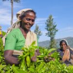 Sri Lanka Finalizes Agreement with RPCs to Boost Estate Sector Wages