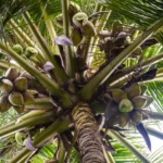 Sri Lanka’s coconut export revenue crosses USD 1 bn in Jan-Oct last year: Ministry