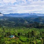 Sri Lankan Cabinet Greenlights Estate Land and Property Release for Investment Opportunities