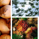 Permia Sensing Triumphs in UAE FoodTech Challenge with Innovative Sri Lankan Technology