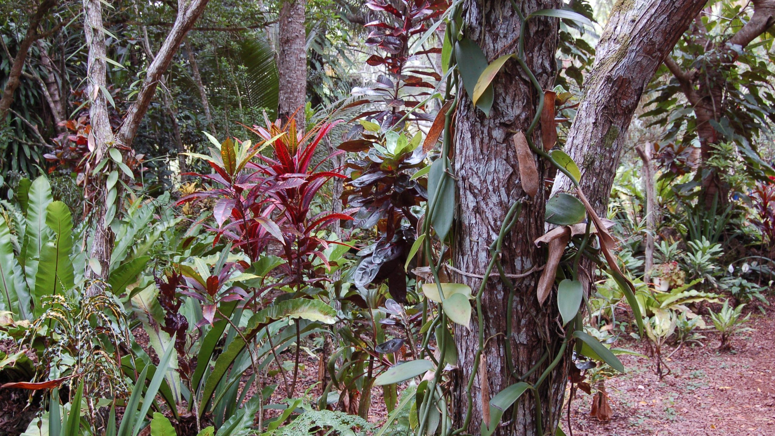 Sri Lanka Central Bank Chief Cautions Against High-Yield Plantation Investments