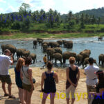 Sri Lanka’s Tourism Revenue Declines by 5.6% from January to December