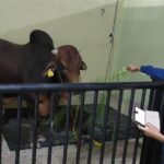 Pakistan Bolsters Sri Lanka’s Dairy Industry with Sahiwal Bulls Shipment