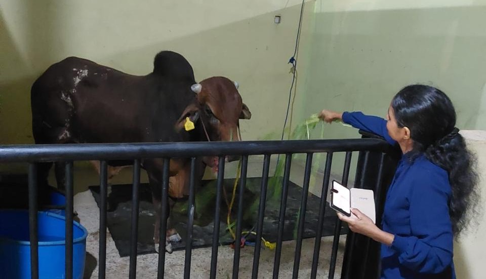 Pakistan Bolsters Sri Lanka’s Dairy Industry with Sahiwal Bulls Shipment