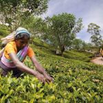 War Risks and Rerouted Ships Impact Sri Lanka’s Tea Industry